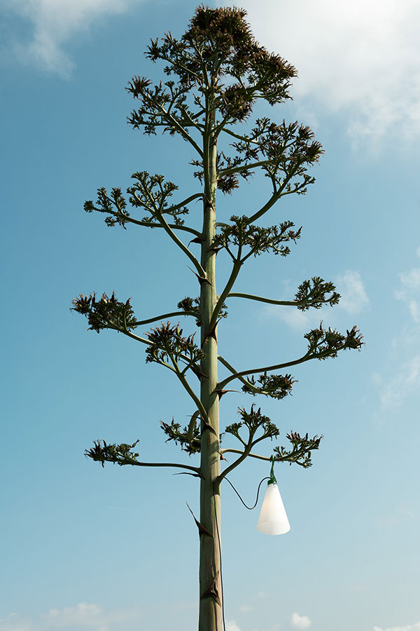 A Flos Mayday outdoor lamp hing from the branches of a tree