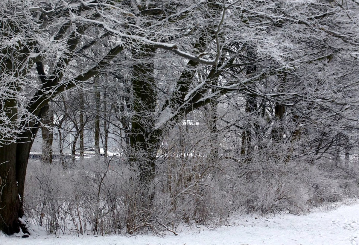 Snowy forest scene