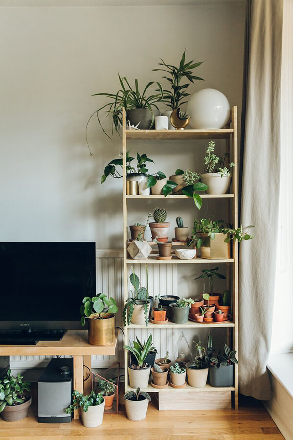 An Indoor plants on a ladder bookself
