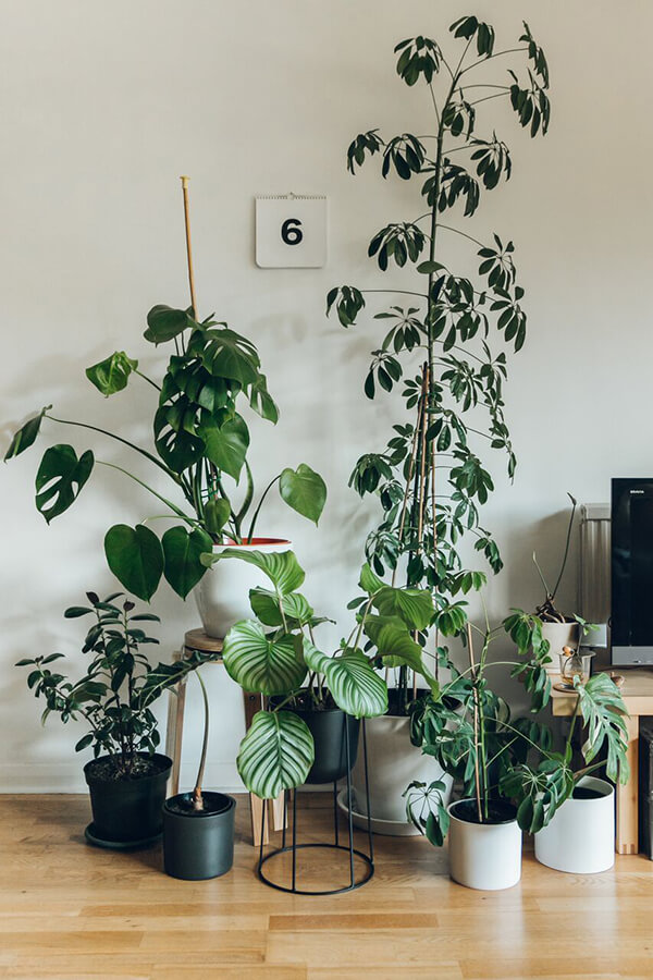 An Indoor Jungle That Thrives - Haarkon