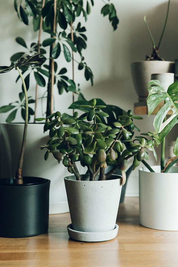 Grey Hay Flowerpot with Saucer with money plant