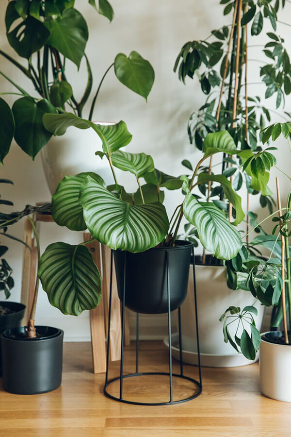 Black Menu Wire Plant Pot with plants