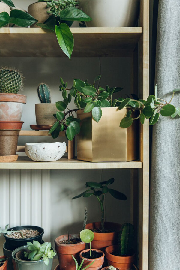 An Indoor Jungle That Thrives - Haarkon