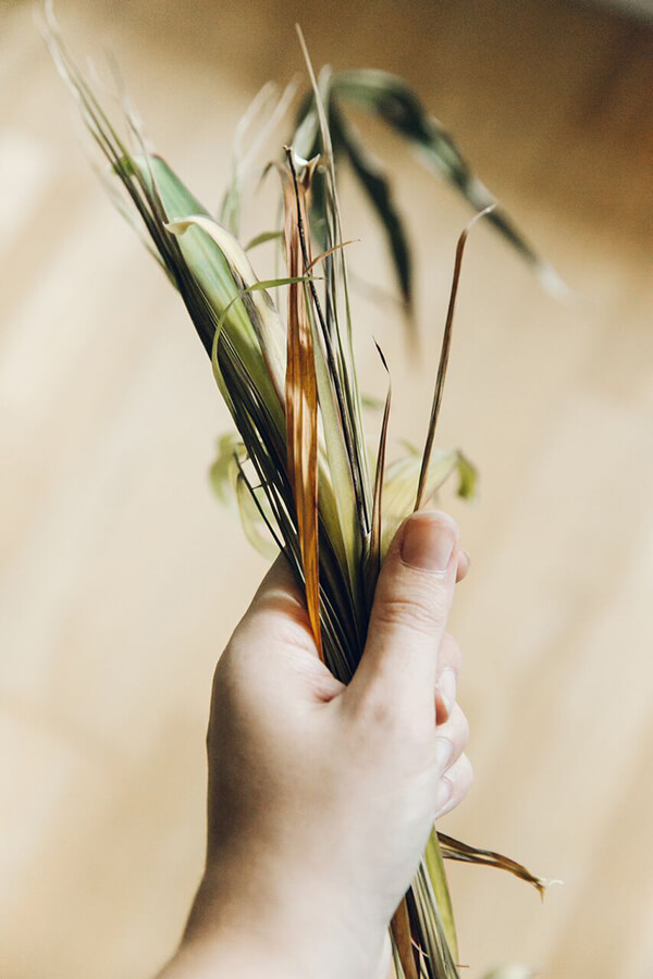 An Indoor Jungle That Thrives - Haarkon