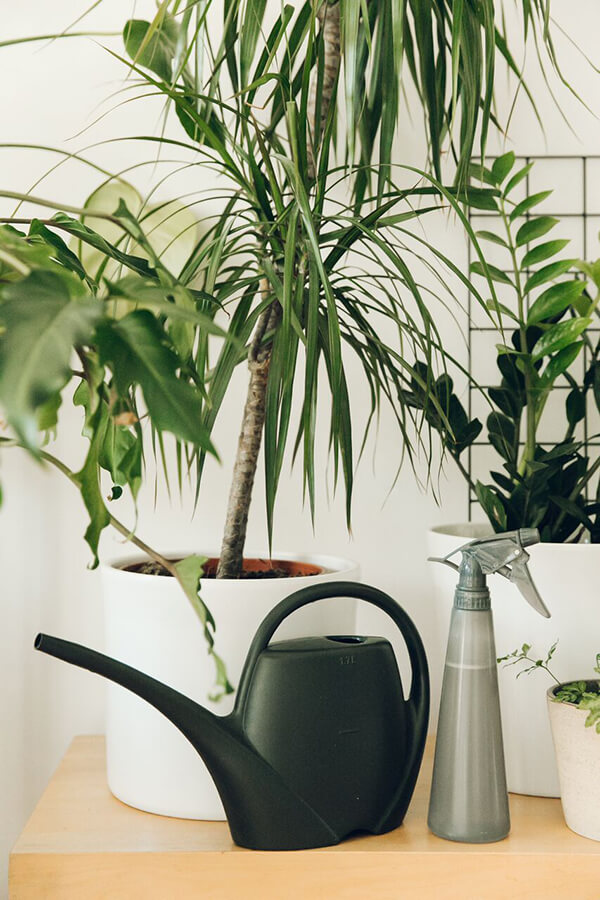 An Indoor Jungle That Thrives - Haarkon
