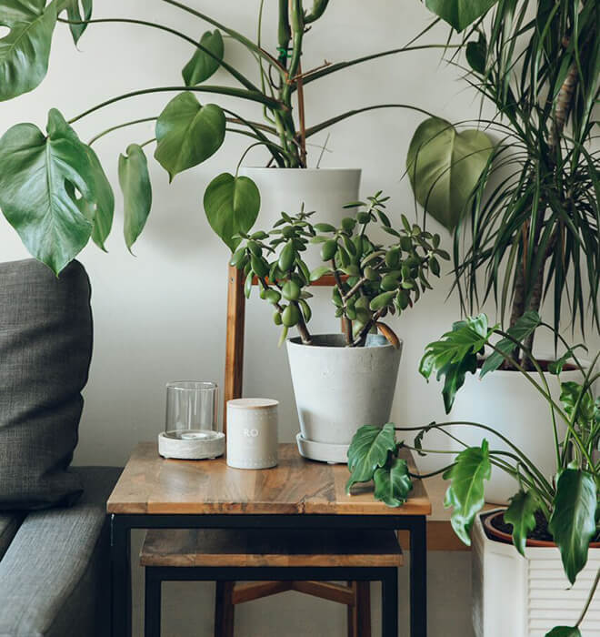 Haarkon x Nest: An indoor jungle that thrives