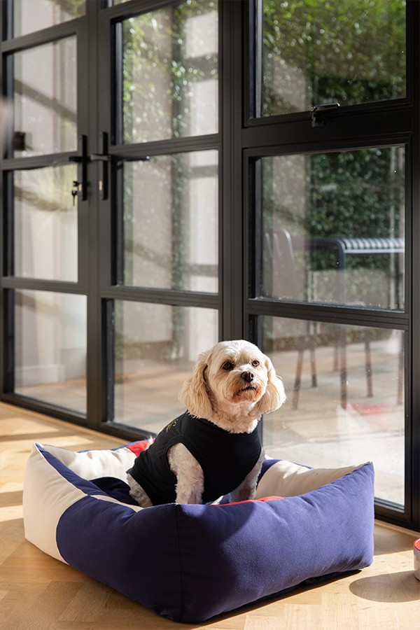Small dog sitting in a navy, cream, and red color-blocked soft dog bed by a large black glass patio door.