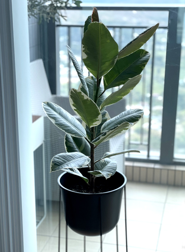 Detail shot of the Menu Wire Plant Pot