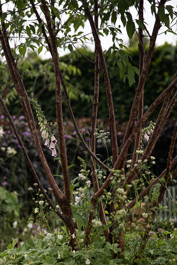 Close-up of a cherry tree in the Traditional Townhouse Garden