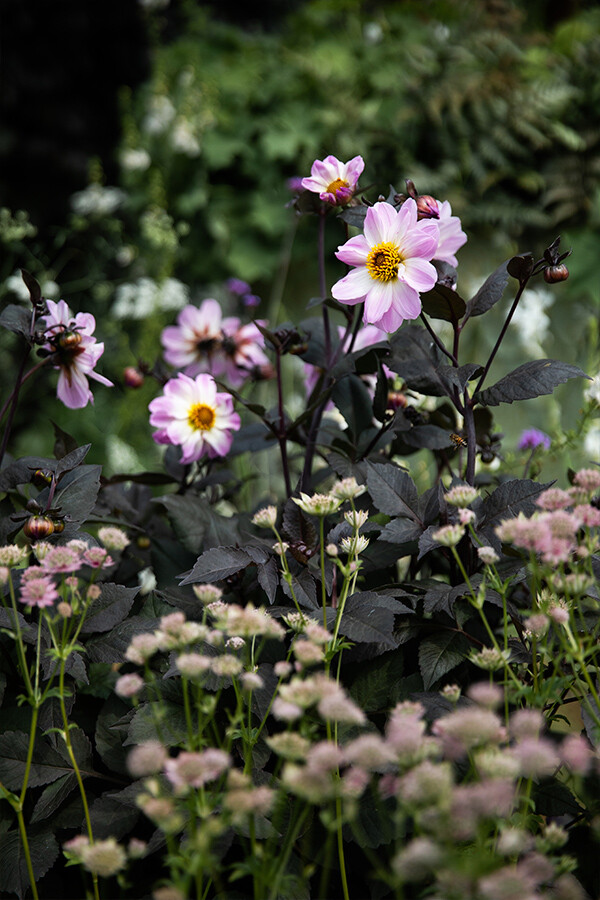 Close-up of flowers in the Traditional Townhouse Garden