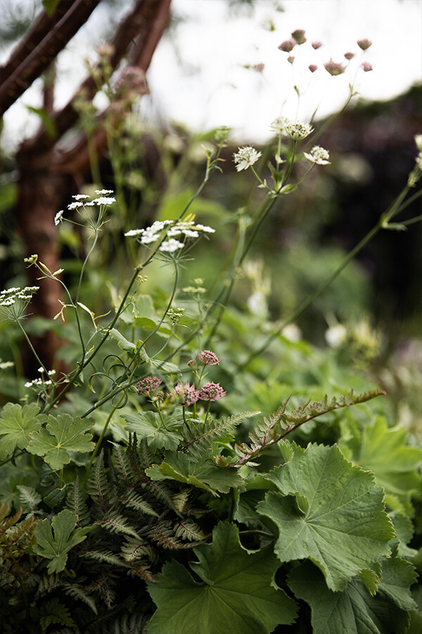 Close-up of plants in the Traditional Townhouse Garden