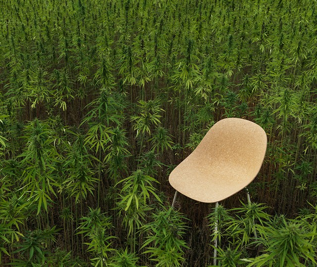 Hemp field with Normann copenhagen Mat Chair sitting amongst it