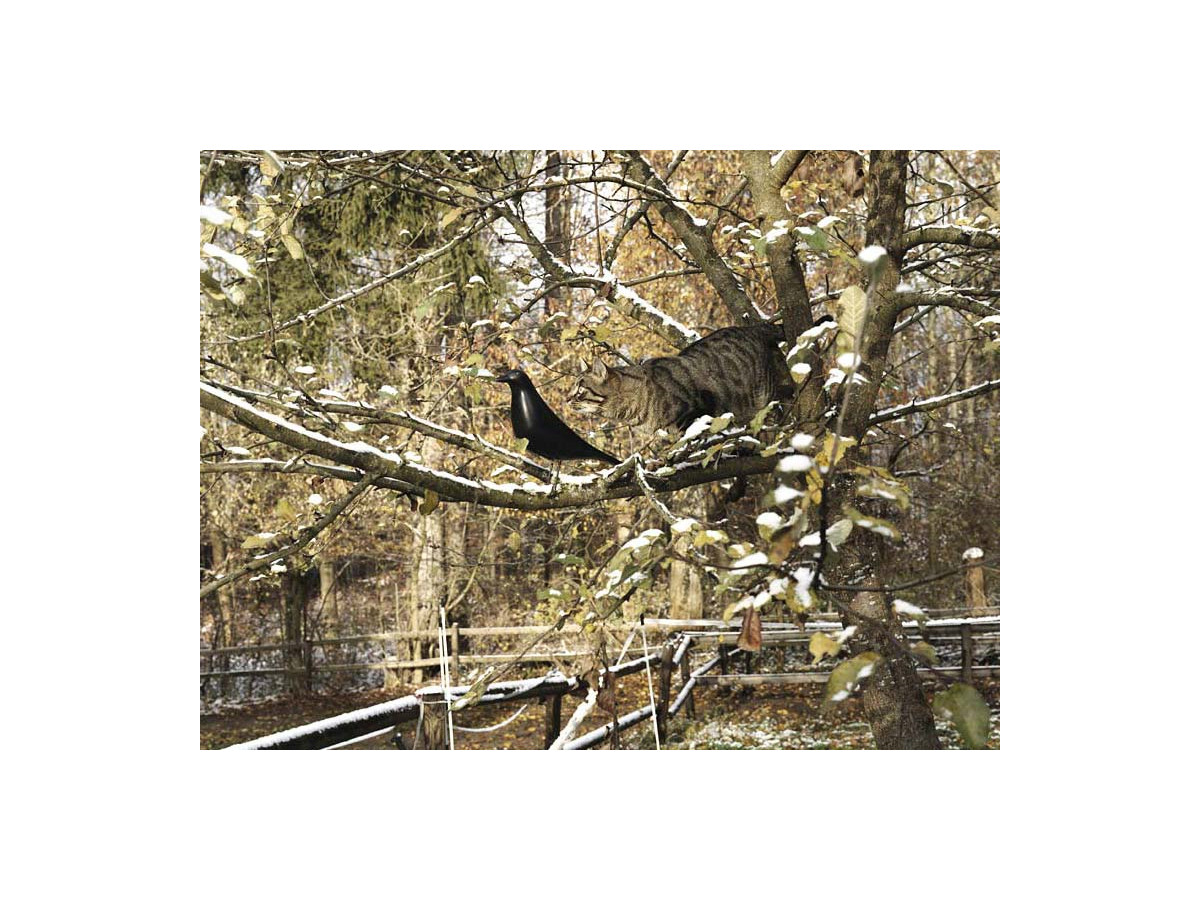 Buy The Vitra Eames House Bird At Nest Co Uk Buy The Vitra Eames House Bird At Nest Co Uk